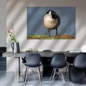 Gedetailleerde foto van een rustende Canadese gans op canvas, perfect voor jouw interieur.