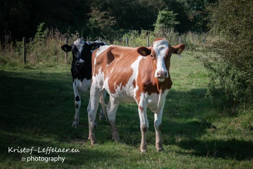 Close up foto van een bruine koe met witte vlekken, prachtige wandeling in de vrije natuur.