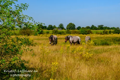 Foto van Brabantse paarden tussen het hoge geel kleurige gras
