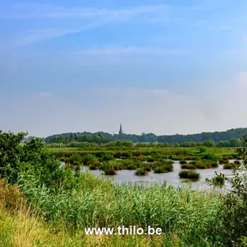 Nevelig natuurreservaat De Bunt met drassige graslanden en open vlaktes