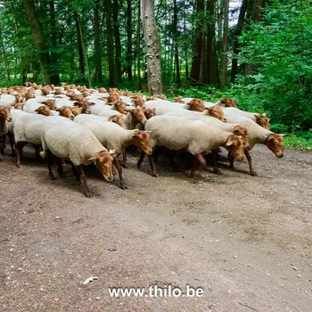Blog post Openluchtmuseum van Bokrijk in Genk