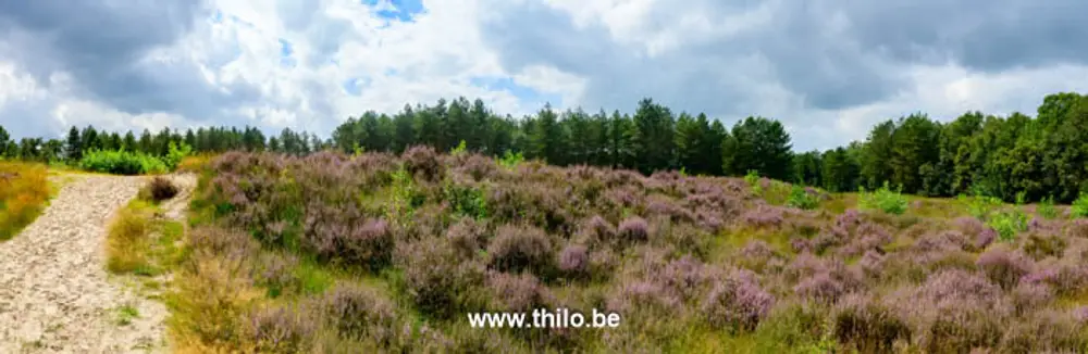 Bloeiende heide bij het Wassche Ven in Ossendrecht