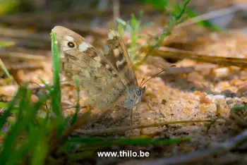 Bruine Vlinder in het zand tijdens onze wandeling in Duitsland