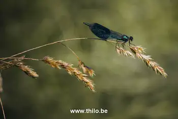Libelle foto op een dun takje