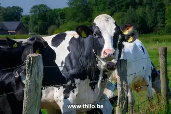 Koe in het landschap die we heel dichtbij op onze wandeling passeren