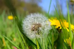 Stockphoto paardebloem