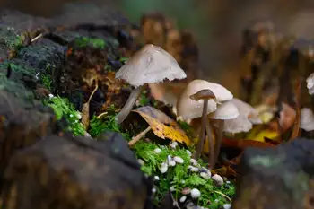 Bruine paddenstoelen tussen het natte hout in het Zoerselbos in de provincie Antwerpen