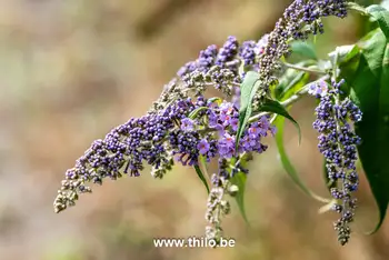 Paarse bloemen Fort III Borsbeek