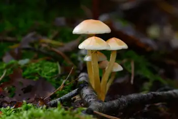 Kleurrijke vliegenzwam tijdens een herfstwandeling in het Zoerselbos