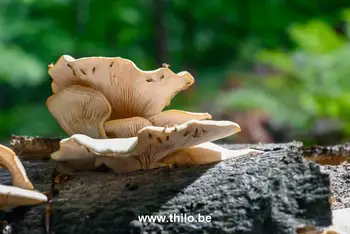 Wilde paddenstoelen Brasschaat (Antwerpen)