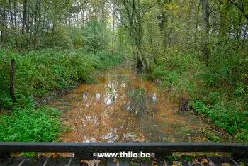 herfstwandeling-halle-zoersel-vlonderpad-moeras