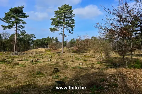 Thilo wandelblog Limburg - Wandelen door de bossen van Venray en Landgoed Geijsteren