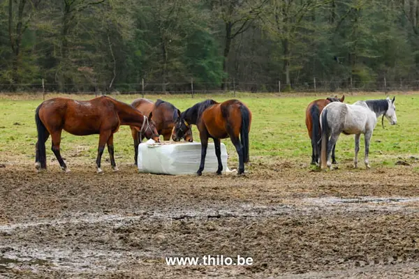 Picknickplek met uitzicht over de paardenweide nabij America