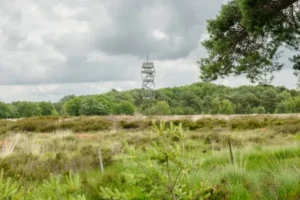 Uitzicht over het grenspark de kalmthoutse heide met de uitkijktoren in de verte